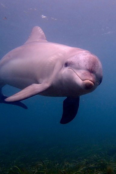 Baird Bay Dolphin