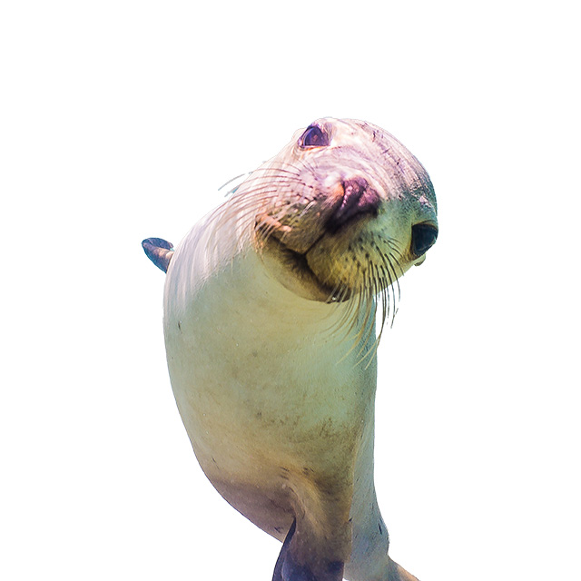 Baird Bay Sea Lion with White Background
