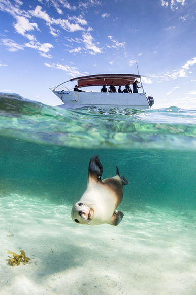 Baird Bay Sea Lion and Boat