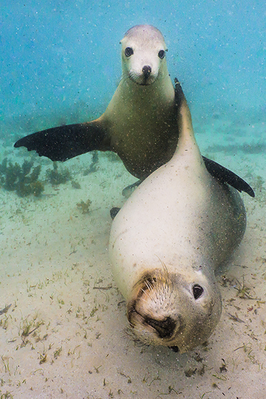 Up-Close with Playful Sea Lions