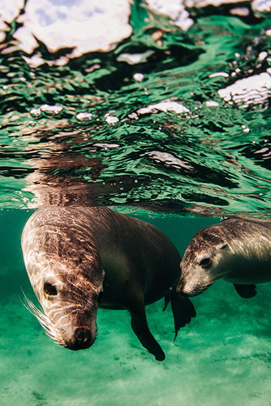 Ocean Tours - Baird Bay Experience