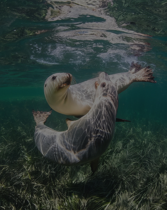 Baird Bay Sealions
